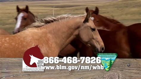 L.A. County Sheriff’s Department partners with Bureau of Land Management to host wild horse, burro adoption event 