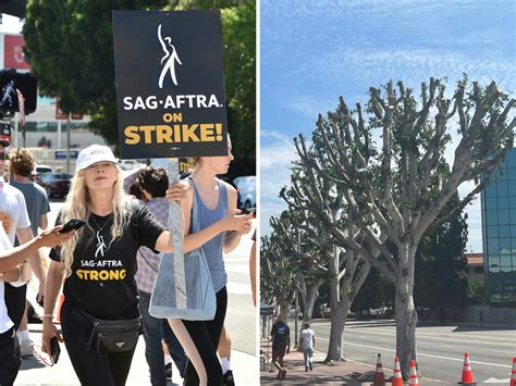 L.A. Investigates Sudden Tree Trimming Where Striking Writers and Actors Picketed