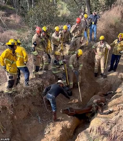L.A. fire crews working to rescue horse 'stuck in narrow wedge'