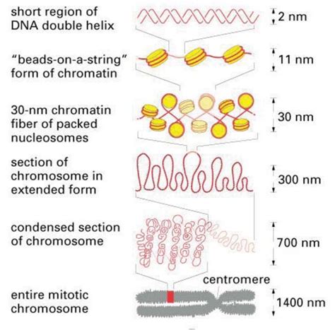L05 histones and DNA packaging Diagram Quizlet