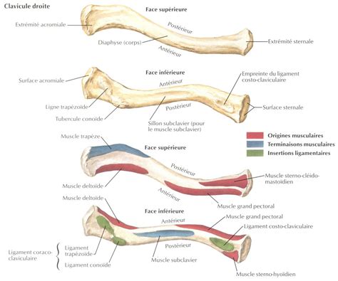 LA CLAVICULE