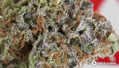 LA Confidential Strain Full Review & Information AskGrowers