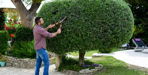 LA TAILLE DES ARBUSTES D ORNEMENT