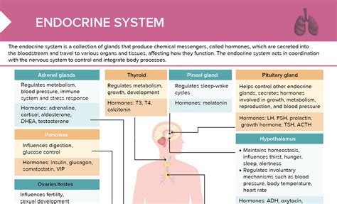 LAB Endocrine System Disorders: Hormonal Functions & Dysfunctions - muktibox.com