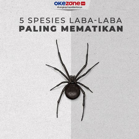 Laba-laba - Wikipedia bahasa Indonesia, ensiklopedia … - muktibox.com