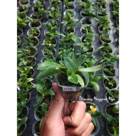 Label Tanaman BIBIT SEEDLING MURAH - Shopee … - raincitystudios.com