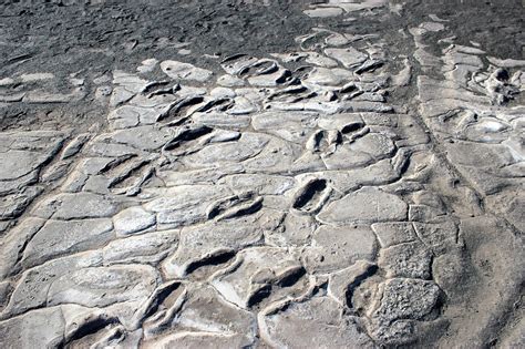 Laetoli - 3.5 Million Year Old Hominin Footprints - wintechmobiles.com