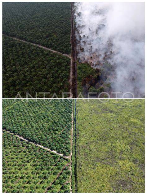 Lahan Bekas Terbakar Ditanami Tanaman Produktif - raincitystudios.com