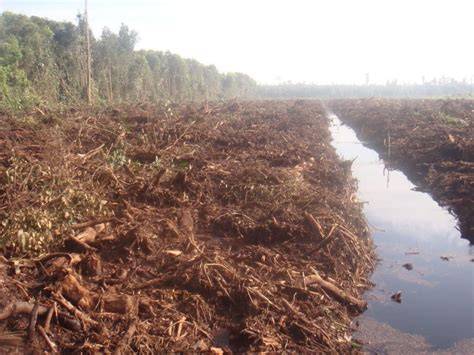 Lahan Gambut dan Kebakaran – Forestation FKT UGM - raincitystudios.com