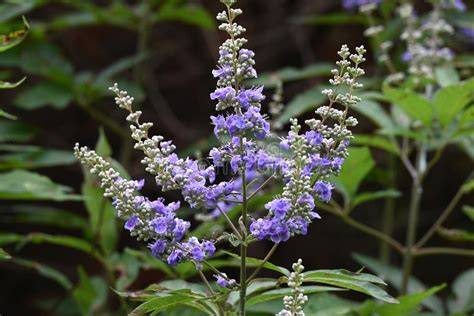 LAMIACEAE Vitex - Plants For Use - raincitystudios.com