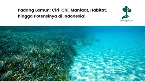 Lamun - Wikipedia bahasa Indonesia, ensiklopedia bebas - muktibox.com