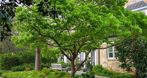 Landscape Focal Points and Specimen Plants - Landart … - raincitystudios.com