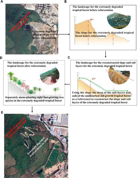 Landscape rehabilitation of degraded tropical forest ecosystems - raincitystudios.com