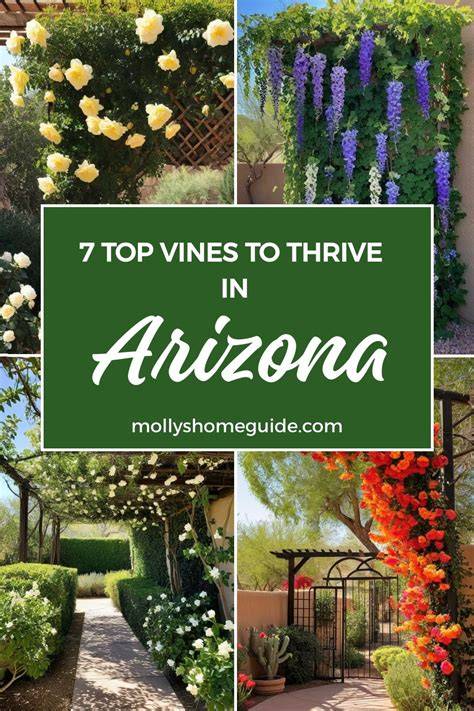 Landscape Vines for southern arizona - raincitystudios.com