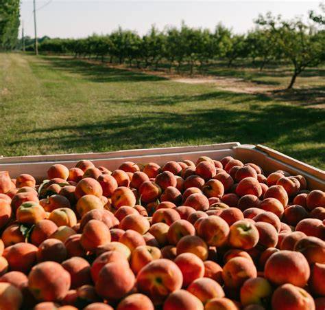Lane Southern Orchards | Peach & Pecan Farm, … - raincitystudios.com
