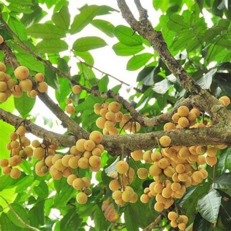 Lansium domesticum | Tropical Restoration Library - raincitystudios.com