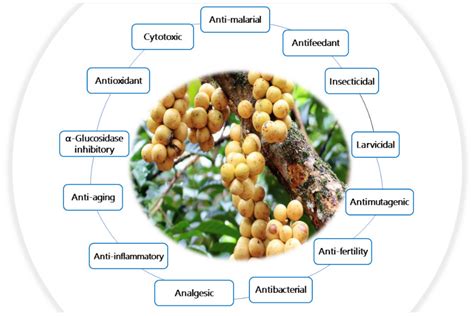 Lansium domesticum A Fruit with Multi-Benefits: Traditional Uses ... - raincitystudios.com