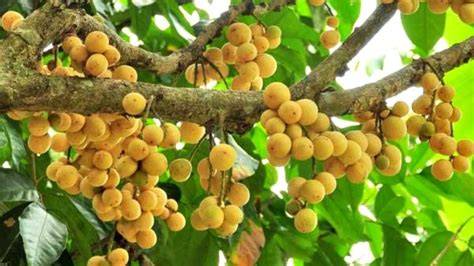 Lansium Domesticum Correa - Langsat | Plants, Gardening, … - raincitystudios.com