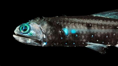 Lanternfish :Deep Sea Glow – Lanternfish Facts, Bioluminescence ... - wintechmobiles.com