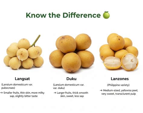 Lanzones Production Guide in the Philippines | PDF - raincitystudios.com