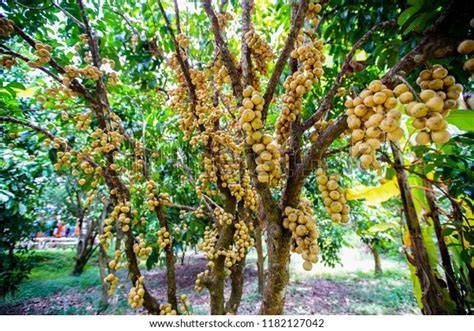 Lanzones Tree - raincitystudios.com