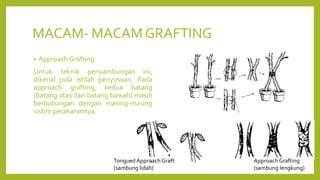 laporan praktikum Grafting Dan Budding - Free Download PDF - raincitystudios.com