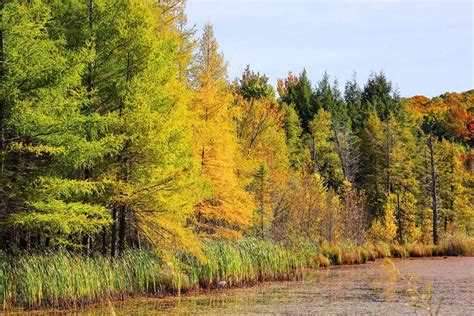Larch - muktibox.com