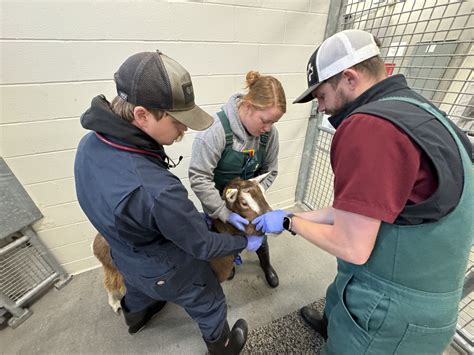 LARGE ANIMAL HOSPITAL Fundamentals of Feeding Goats - raincitystudios.com