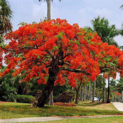 Large royal poinciana tree... - State Archives of Florida - raincitystudios.com