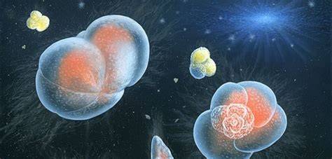 Large-scale fossil study reveals origins of modern-day … - raincitystudios.com