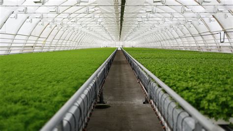 Large-scale Intelligent Glass Greenhouse for Hydroponic Cultivation of ... - raincitystudios.com