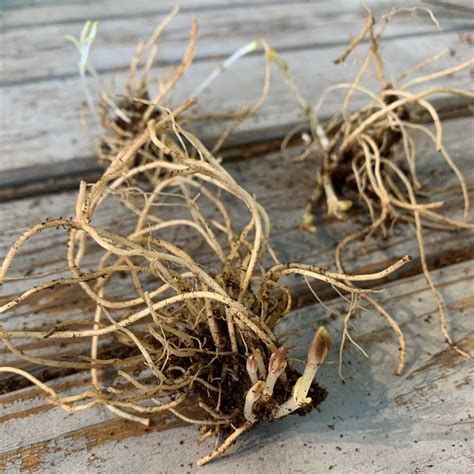 Larissa Garden Phlox Roots for Planting - raincitystudios.com