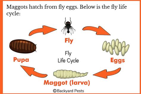 Larva Maggot - muktibox.com