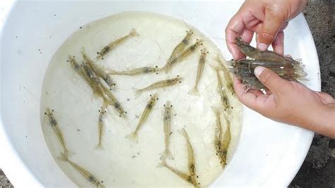 LARVAL SHRIMP FEEDING - Food and Agriculture Organization - raincitystudios.com