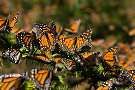 LAS MARIPOSAS MONARCAS : El santuario de las Mariposas …