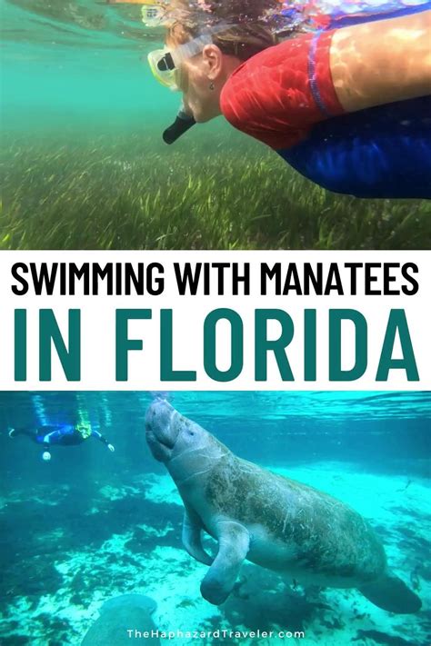 Last Chance to Swim with Manatees in Florida Swimming with … - raincitystudios.com