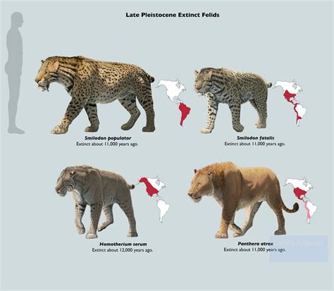 Late Pleistocene extinctions - muktibox.com