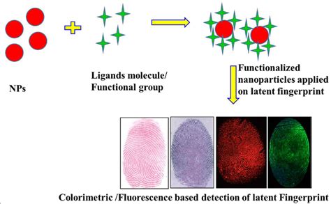 Latent Fingerprints Development Techniques - Sifs - wintechmobiles.com
