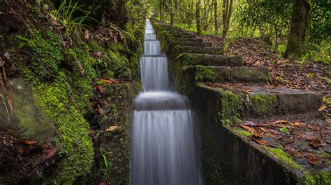 Laurissilva Forest - Visit Madeira | Madeira Islands … - raincitystudios.com