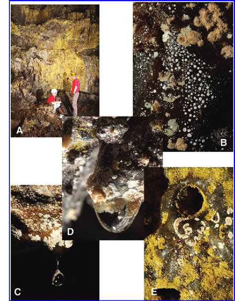 Lava Cave Microbial Communities Within Mats and Secondary Mineral ... - wintechmobiles.com