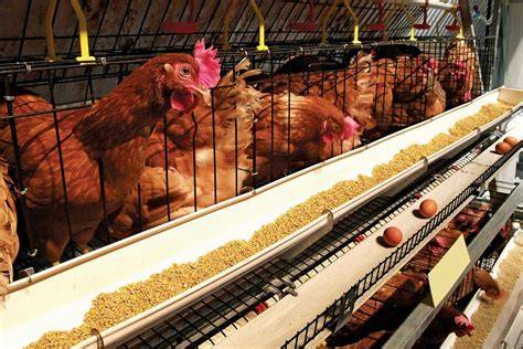 Layer hen farm management - raincitystudios.com