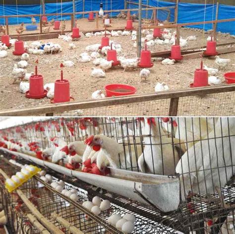 Layer Poultry Farming | ROYS FARM - coolestguyplanet.net