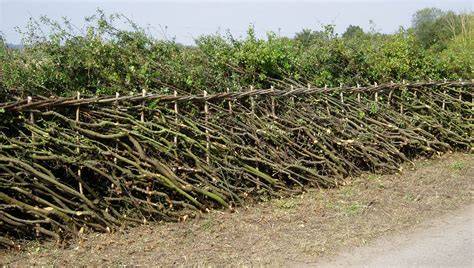 laying hedges to secure a boundary - the-organic - raincitystudios.com