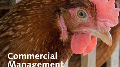 Laying hen breeds commercial management guide - Babcock - raincitystudios.com