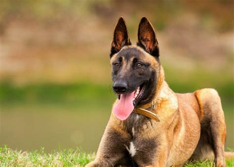 LE MALINOIS