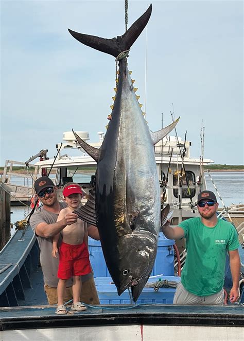 Le Thon | Ceramic - Porcelain - Fine China - Pottery … - muktibox.com