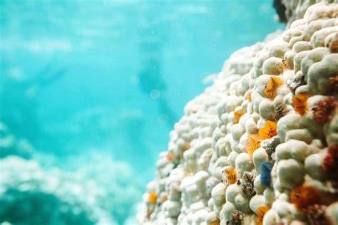 Leading the way on carbon and biodiversity for conscious travel - raincitystudios.com