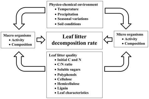 Leaf litter decomposition characteristics and controlling factors ... - raincitystudios.com