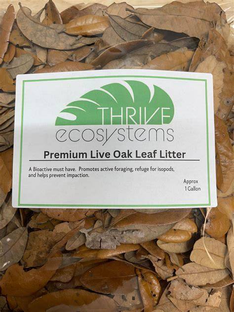 Leaf Litter For Bioactive Terrariums and Live Vivariums - raincitystudios.com