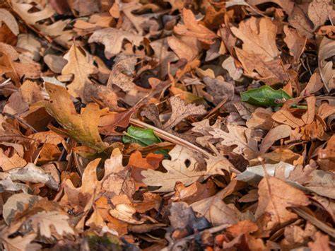 Leaf Litter - an overview | ScienceDirect Topics - raincitystudios.com